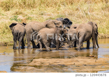 タンザニアのタランギレ国立公園のアフリカゾウ 120443678