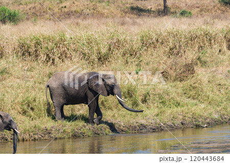 タンザニアのタランギレ国立公園のアフリカゾウ タンザニアのタランギレ国立公園のアフリカゾウ 120443684