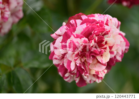 石橋文化センターのバラ園 120443771