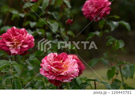 石橋文化センターのバラ園 120443781