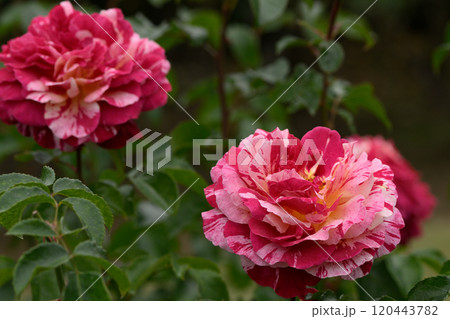 石橋文化センターのバラ園 120443782