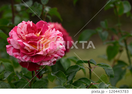 石橋文化センターのバラ園 120443783