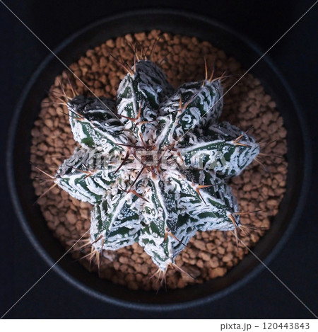 サボテン|アストロフィツム|白条般若モンストローサ/Astrophytum ornatum f. m サボテン|アストロフィツム|白条般若モンストローサ/Astrophytum ornatum f. m 120443843