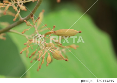 タケニグサの実 タケニグサの実 120443845