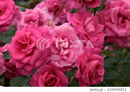 石橋文化センターのバラ園 120443852