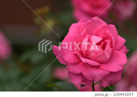 石橋文化センターのバラ園 120443857