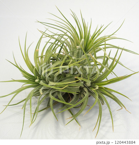 エアプランツ|チランジア・イオナンタ クランプ/Tillandsia Ionantha Clump エアプランツ|チランジア・イオナンタ クランプ/Tillandsia Ionantha Clump 120443884
