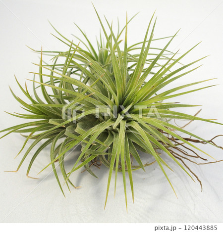 エアプランツ｜チランジア・イオナンタ クランプ／Tillandsia Ionantha Clump 120443885