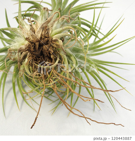 エアプランツ|チランジア・イオナンタ クランプ/Tillandsia Ionantha Clump エアプランツ|チランジア・イオナンタ クランプ/Tillandsia Ionantha Clump 120443887