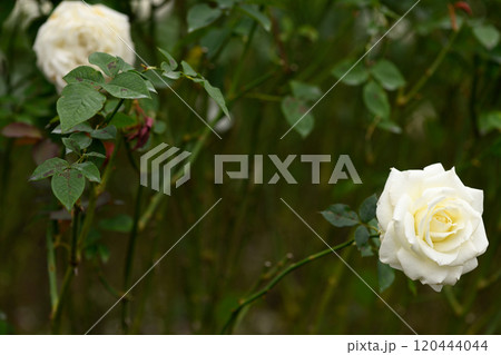 石橋文化センターのバラ園 石橋文化センターのバラ園 120444044