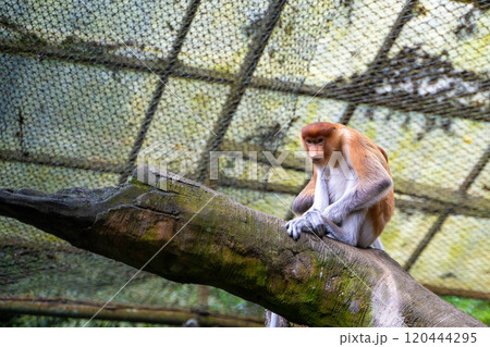 インドネシア・タマンサファリのテングザル 120444295