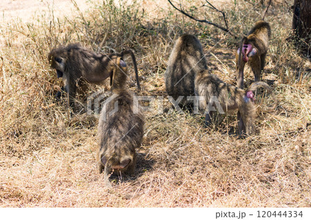 タンザニアのタランギレ国立公園のオリーブバブーン 120444334