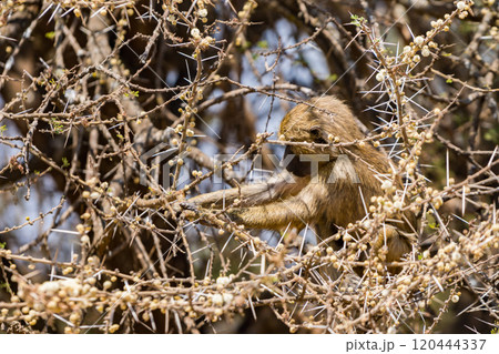 タンザニアのタランギレ国立公園のオリーブバブーン タンザニアのタランギレ国立公園のオリーブバブーン 120444337