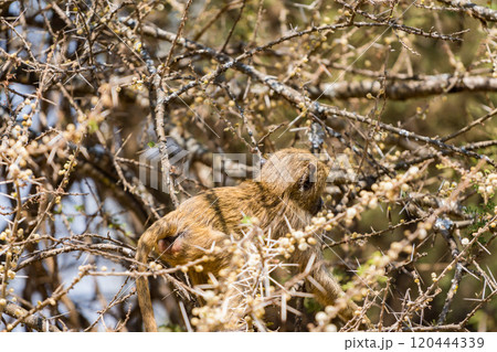 タンザニアのタランギレ国立公園のオリーブバブーン 120444339