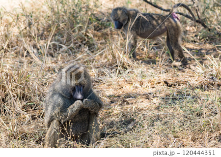 タンザニアのタランギレ国立公園のオリーブバブーン 120444351