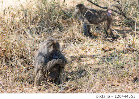 タンザニアのタランギレ国立公園のオリーブバブーン タンザニアのタランギレ国立公園のオリーブバブーン 120444353