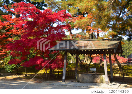 毛越寺　手水舎 120444399