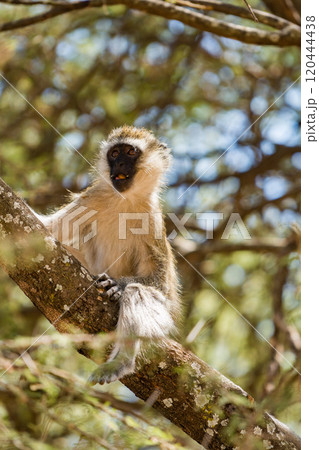 タンザニアのタランギレ国立公園のベルベットモンキー 120444438