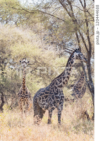 タンザニアのタランギレ国立公園のアミメキリン タンザニアのタランギレ国立公園のアミメキリン 120444688