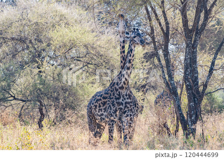 タンザニアのタランギレ国立公園のアミメキリン 120444699