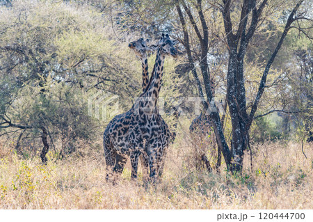 タンザニアのタランギレ国立公園のアミメキリン 120444700