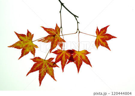 色づきつつあるモミジの葉の透過光撮影 120444804