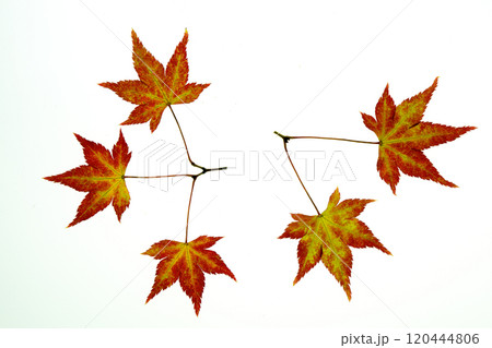 色づきつつあるモミジの葉の透過光撮影 120444806