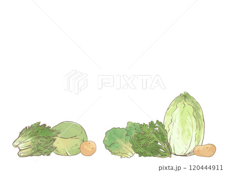 野菜イラストセット手描き＿じゃがいも・春菊・白菜・きゃべつ・サンチュ・水菜＿白バック＿コピースペース 120444911