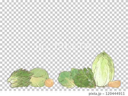野菜イラストセット手描き＿じゃがいも・春菊・白菜・きゃべつ・サンチュ・水菜＿白バック＿コピースペース 120444911