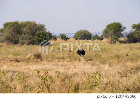 タンザニアのタランギレ国立公園のダチョウ タンザニアのタランギレ国立公園のダチョウ 120445060