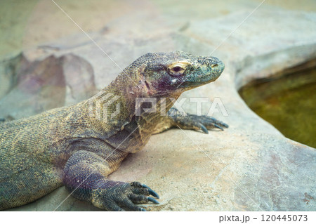 コモドドラゴンの様子　インドネシア・タマンサファリ 120445073