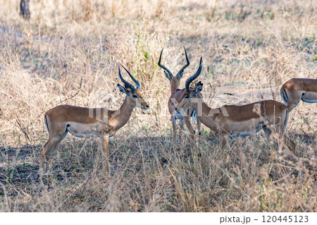 タンザニアのタランギレ国立公園のインパラ 120445123