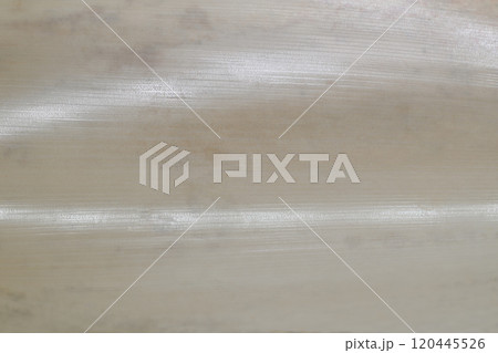 竹の種類・ホウライチク（蓬莱竹）の皮の背景素材 120445526