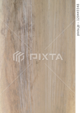 竹の種類・ホウライチク（蓬莱竹）の皮の背景素材 120445548