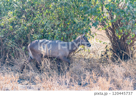 タンザニアのタランギレ国立公園のレイヨウ 120445737