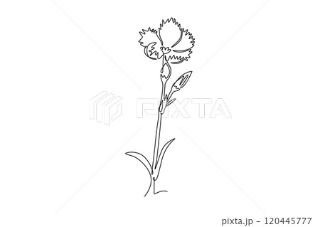 Continuous one line drawing beauty fresh dianthus for home decor poster wall art. Printable decorative carnation flower for wedding invitation card. Single line draw design vector graphic illustration Continuous one line drawing beauty fresh dianthus for home decor poster wall art. Printable decorative carnation flower for wedding invitation card. Single line draw design vector graphic illustration 120445777