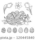 Vector illustration easter nest with eggs and tulips hand drawn in doodle style 120445840