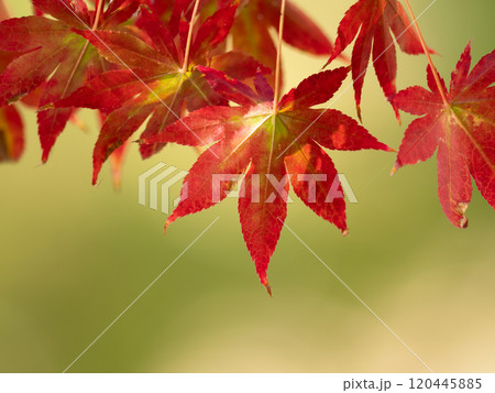 真っ赤に紅葉した大紅葉 真っ赤に紅葉した大紅葉 120445885