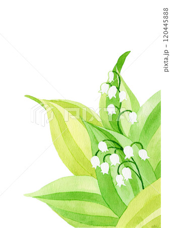 水彩画のスズランの花カード用 水彩画のスズランの花カード用 120445888
