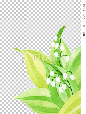 水彩画のスズランの花カード用 水彩画のスズランの花カード用 120445888