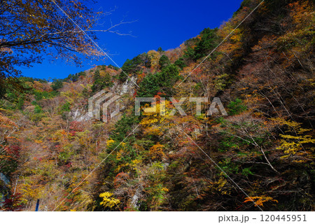中津峡の紅葉 120445951