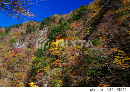 中津峡の紅葉 120445952