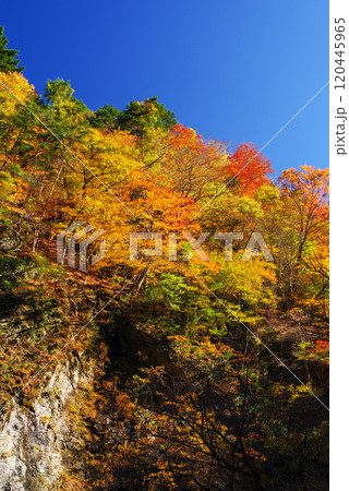 中津峡の紅葉 120445965