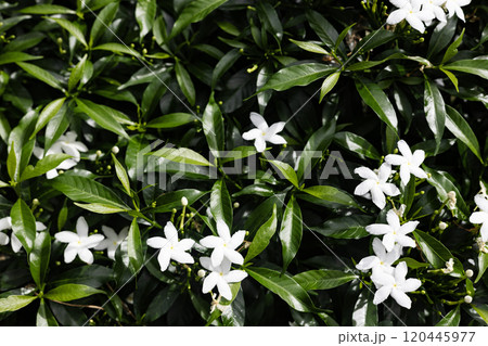 Beautiful little white flowers. Green leaves background vignette with white flower Beautiful little white flowers. Green leaves background vignette with white flower 120445977