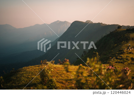 Natural hillside grassland with morning light 120446024