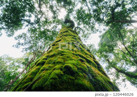 Mossed tree in Asian rainforest, view from below. Mossed tree in Asian rainforest, view from below. 120446026