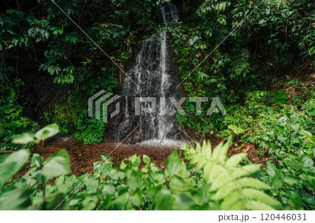 A small waterfall in the forest and ferns all around. A small waterfall in the forest and ferns all around. 120446031
