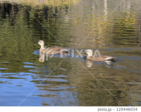 カルガモ　公園の池 120446034