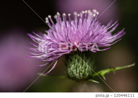 アザミ アザミ 120446111