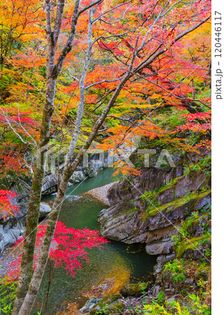 中津峡の紅葉 中津峡の紅葉 120446117